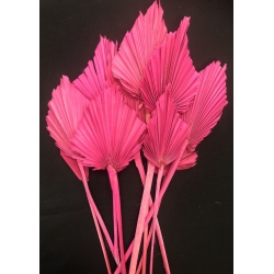 Palm Spear Pink 4-5" (10)
